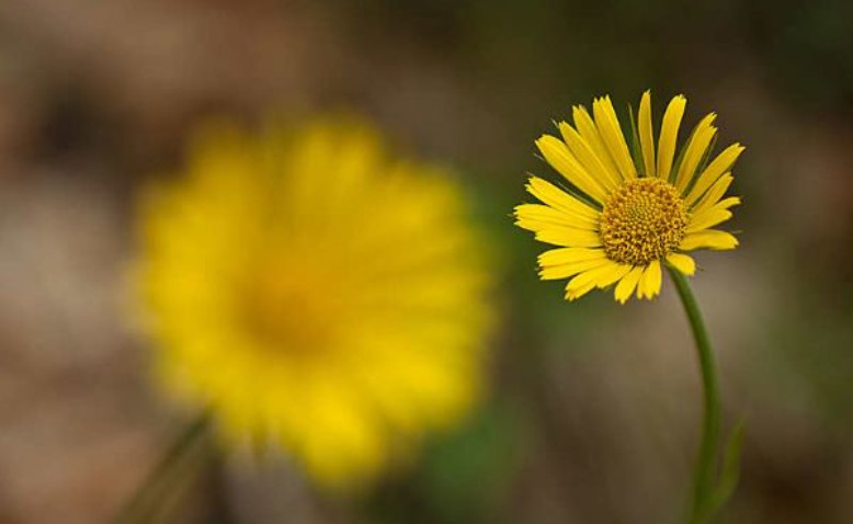 El bokeh o desenfoque en fotografía